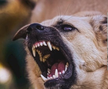 नाहन: टयूशन जा रहे बच्चे को कुत्तों ने हमला कर क़िया घायल, राजगढ़ में मामला दर्ज...