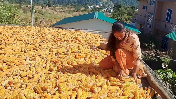 *रंग लाने लगे ‘सुक्खू सरकार’ के प्रयासः प्राकृतिक खेती को प्रोत्साहन से जिला मंडी में जुड़े 23 हजार से अधिक नए किसान