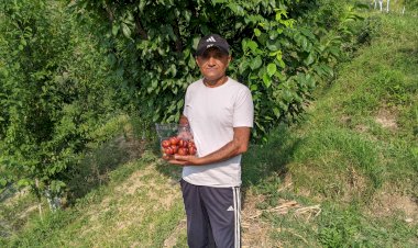 सफलता की कहानीः. महाराष्ट्र की मंडियों में पहुंचा बल्ह व सुन्दर नगर का प्लम: एचपी शिवा परियोजना ने दिलाई नई पहचान