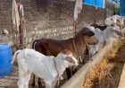 नाहन : सिरमौर जिले में पशुओं में गलघोंटू लंगड़ी बुखार को लेकर डोर-टू-डोर' मुफ्त टीकाकरण महाअभियान तेज