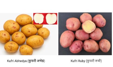 भारत सरकार ने आलू की दो नई किस्मों के लिए जारी की अधिसूचना.. हिमाचल प्रदेश के किसानों के लिए बड़ी उपलब्धि