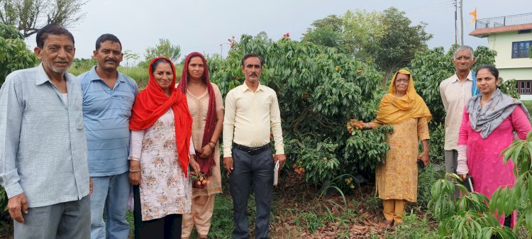 सफलता की कहानी…… लीची के बागों से महकने लगी बिलासपुर के लंझता गांव की धरती 13.5 हेक्टेयर क्षेत्र में 54 किसानों ने रोपित किये हैं दस हजार से अधिक लीची के पौधे….