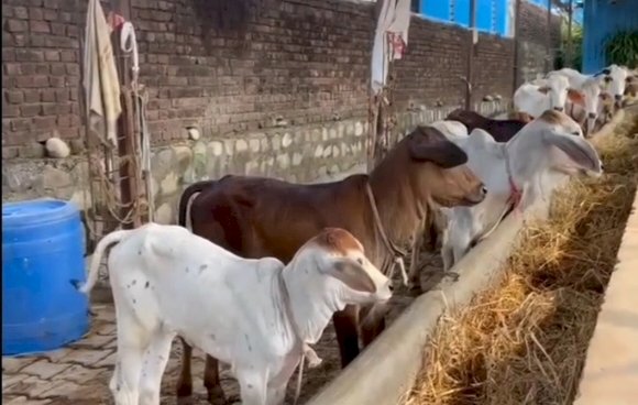 नाहन : सिरमौर जिले में पशुओं में गलघोंटू लंगड़ी बुखार को लेकर डोर-टू-डोर' मुफ्त टीकाकरण महाअभियान तेज